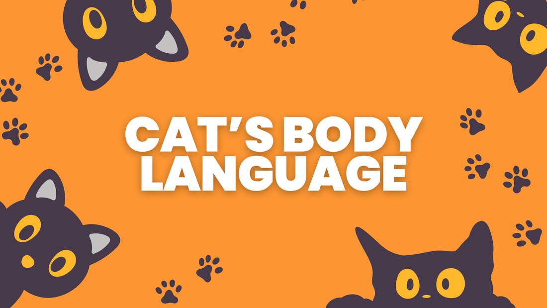 How to Understand Your Cat's Body Language (Complete Guide)